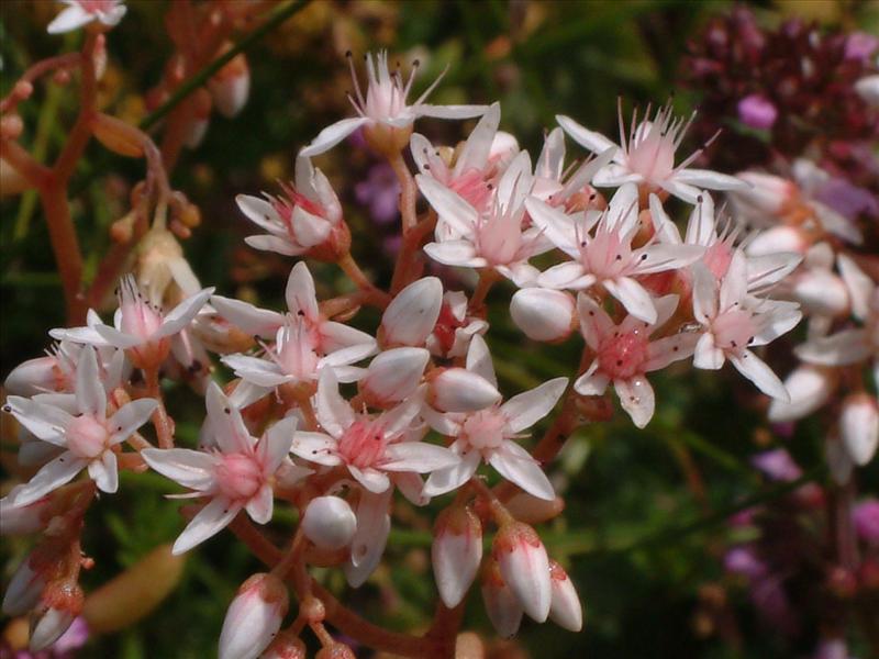 Sedum album (door Adrie van Heerden)