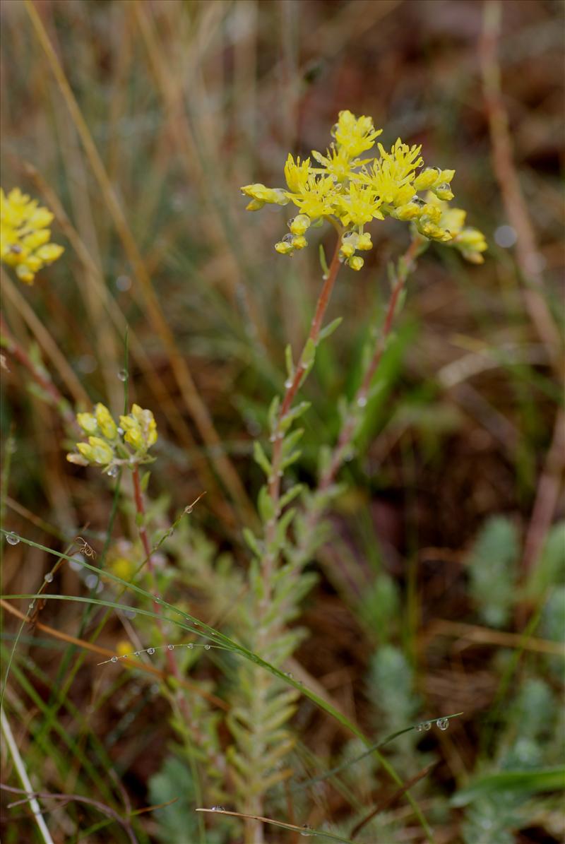 Sedum rupestre (door Adrie van Heerden)