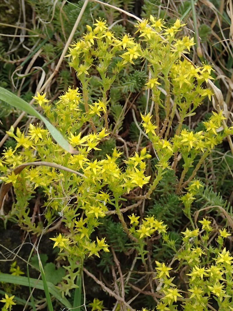 Sedum sexangulare (door Adrie van Heerden)