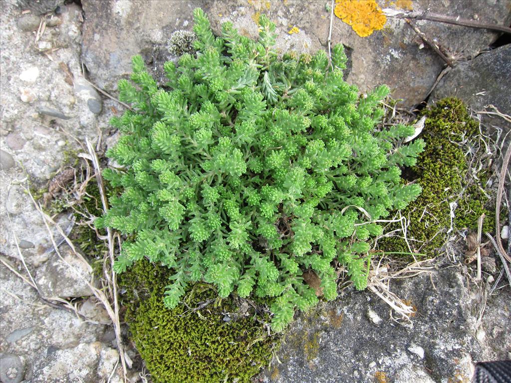 Sedum sexangulare (door Piet Bremer )