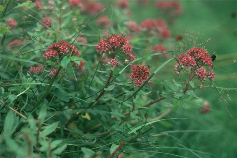 Hylotelephium telephium (door Adrie van Heerden)