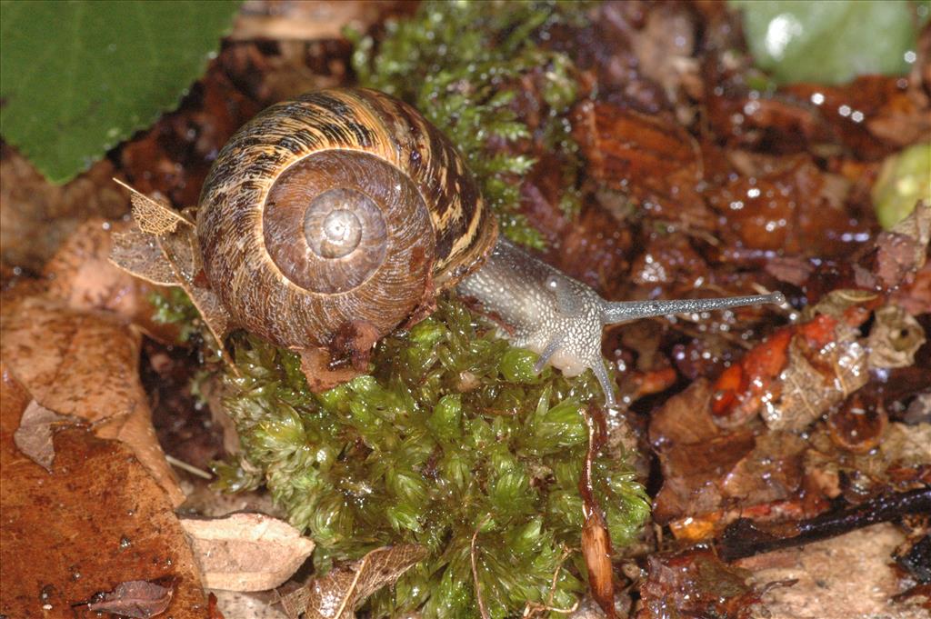 Cornu aspersum aspersum (door Adriaan Gmelig Meyling)