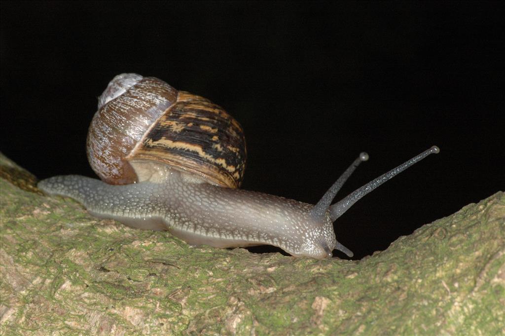 Cornu aspersum aspersum (door Adriaan Gmelig Meyling)