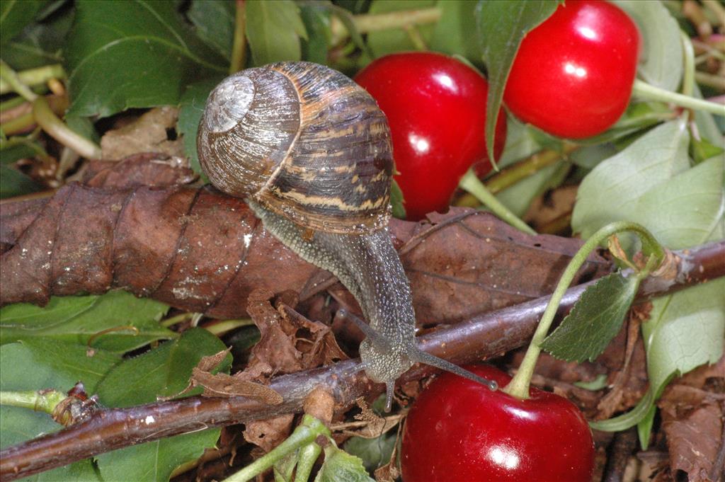 Cornu aspersum aspersum (door Adriaan Gmelig Meyling)