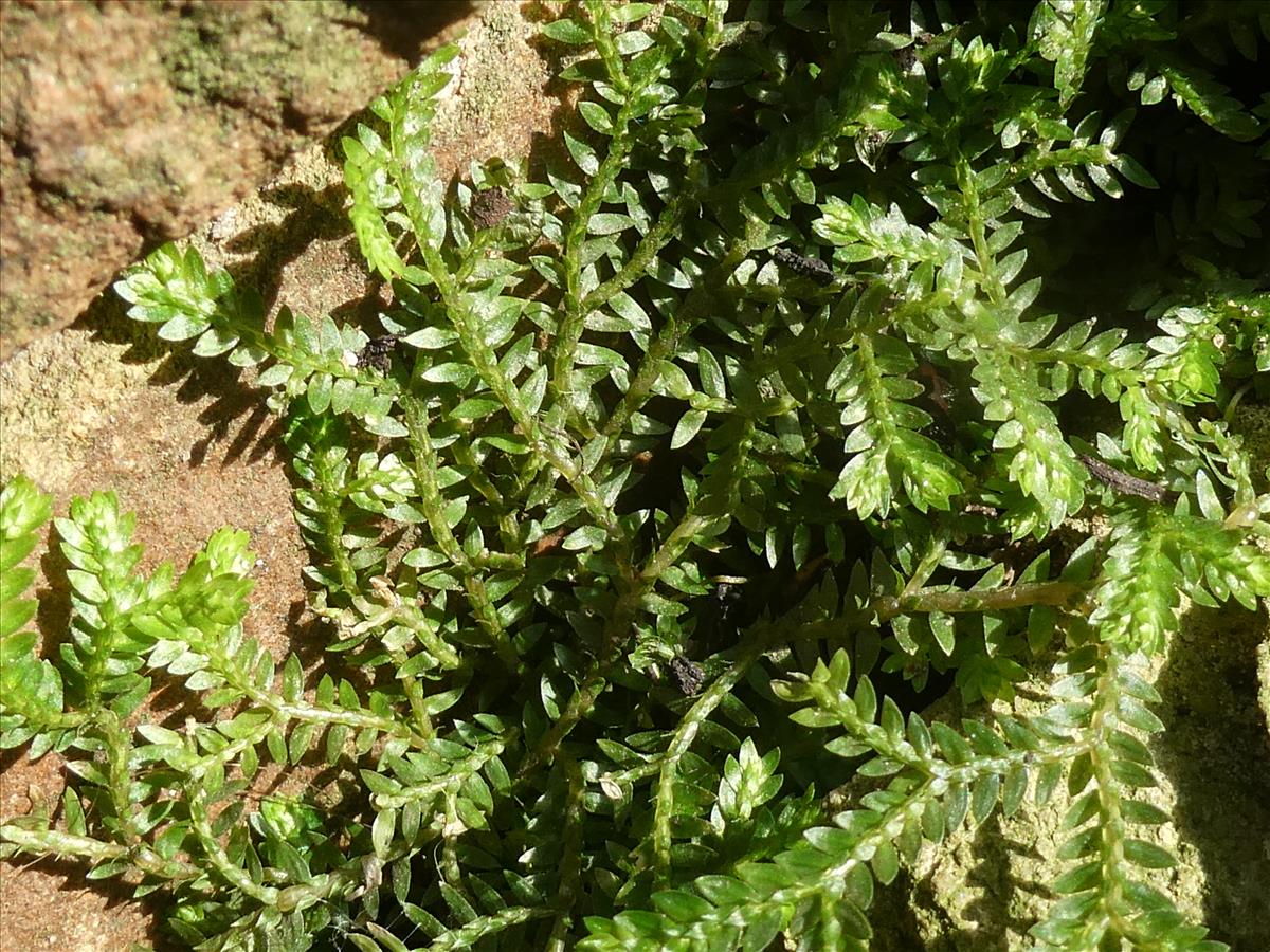 Selaginella kraussiana (door Claud Biemans)