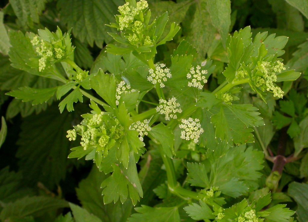 Apium graveolens (door Peter Meininger)