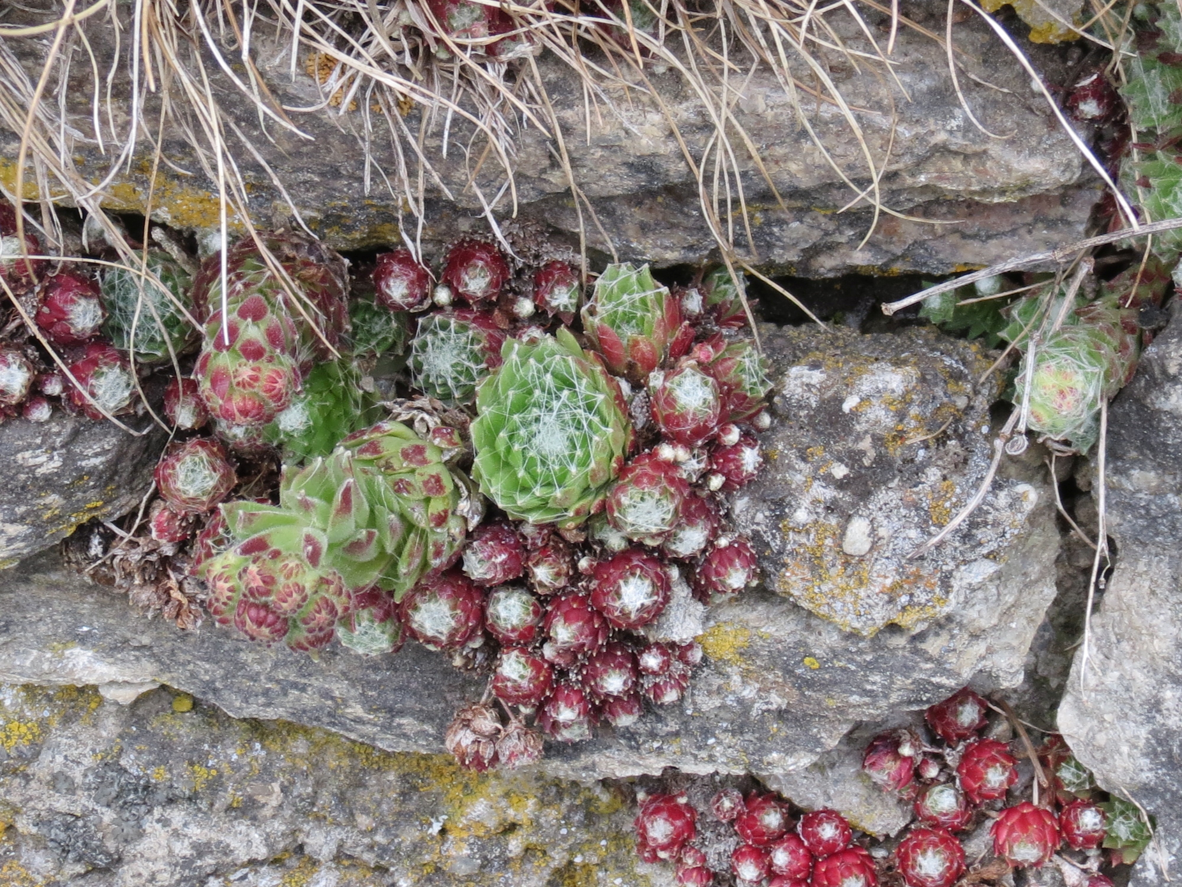 Sempervivum arachnoideum (door Pieter Stolwijk)