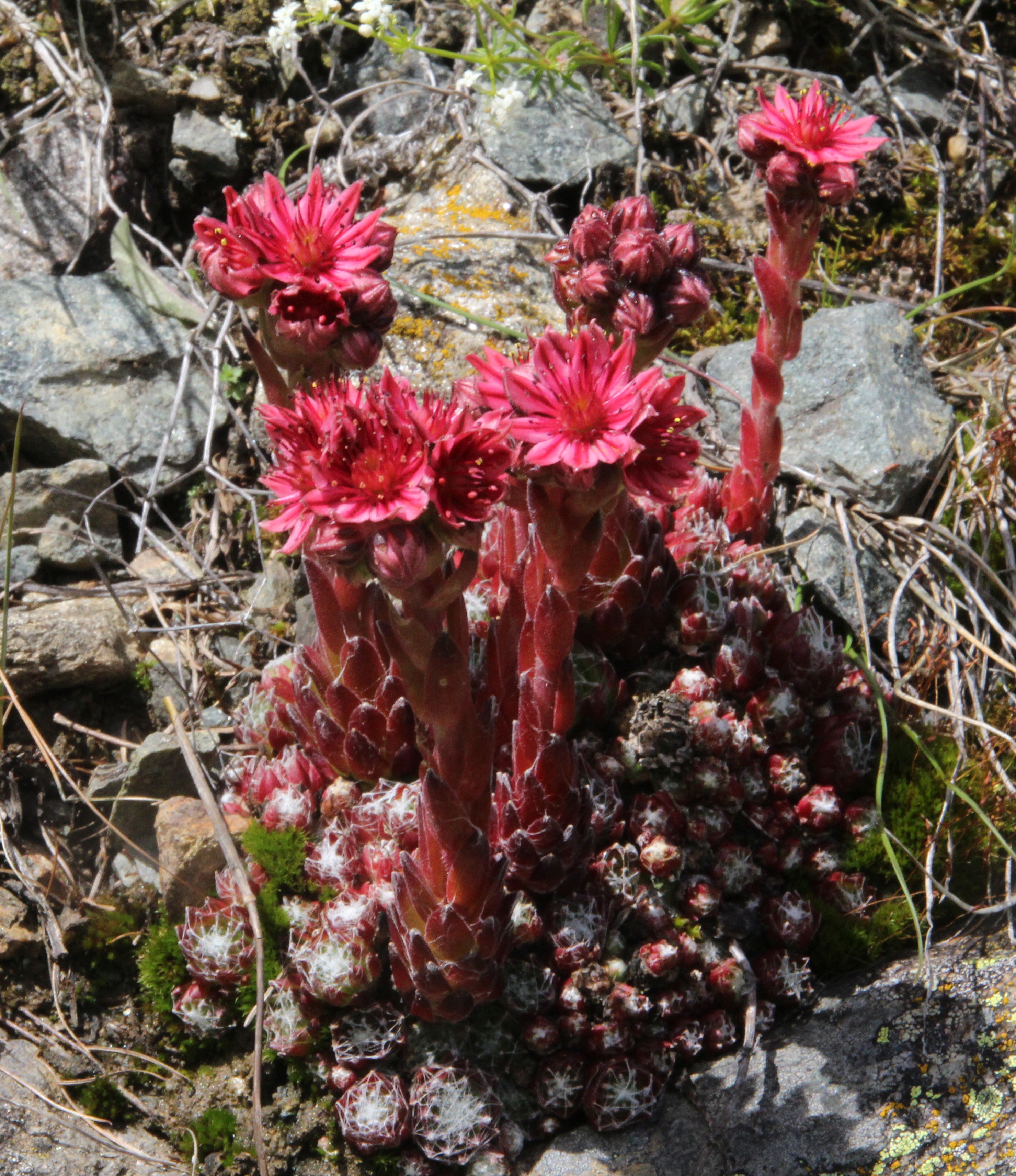 Sempervivum arachnoideum (door Pieter Stolwijk)