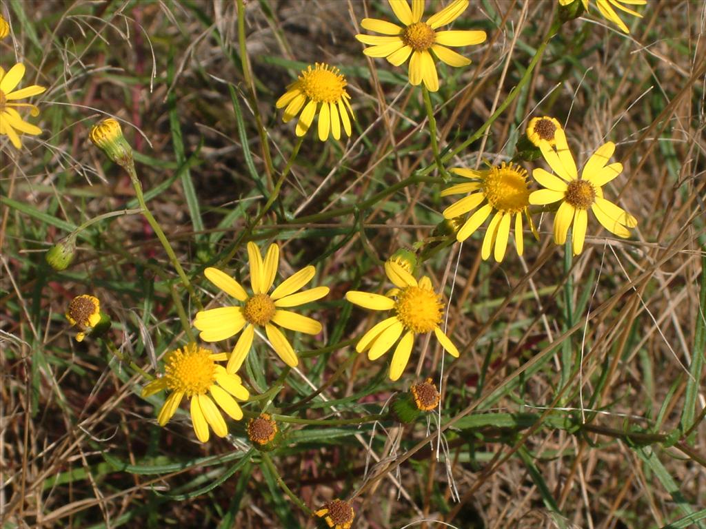 Senecio inaequidens (door Adrie van Heerden)