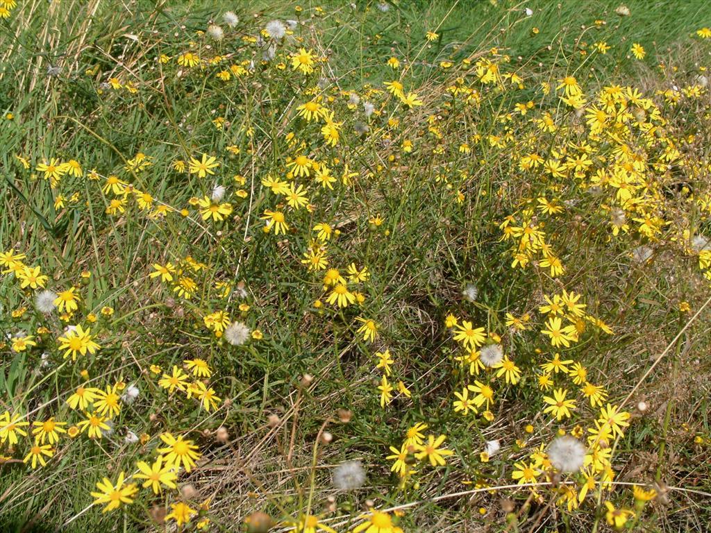 Senecio inaequidens (door Adrie van Heerden)