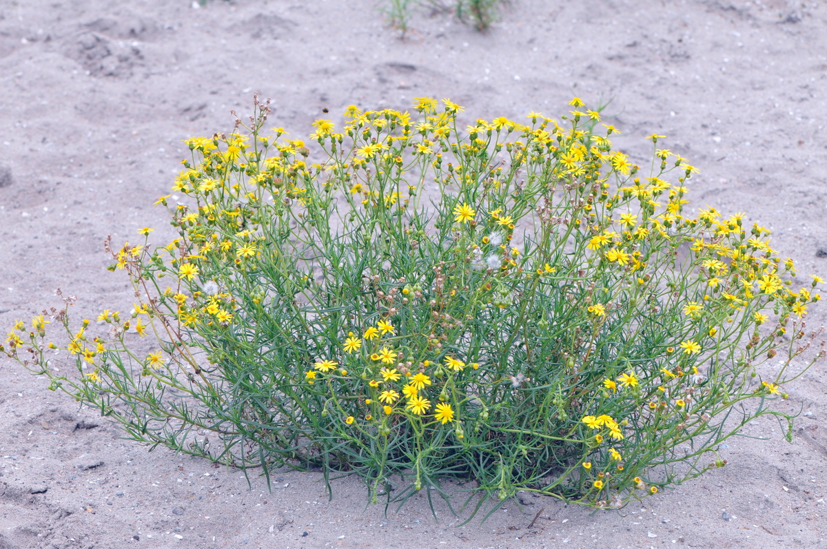 Senecio inaequidens (door Hans Toetenel)