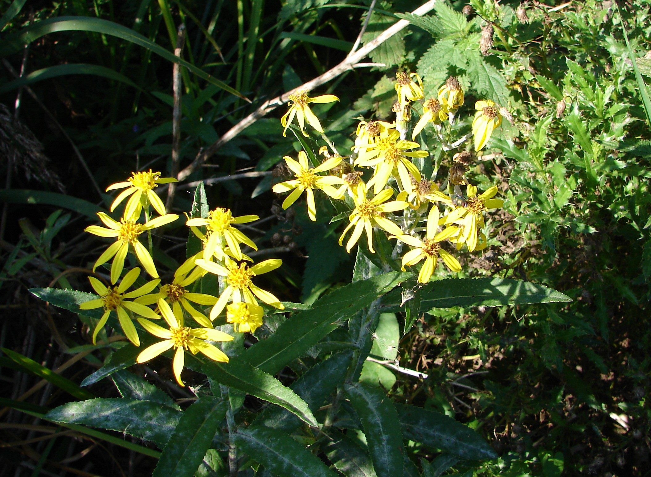 Senecio sarracenicus (door Adrie van Heerden)