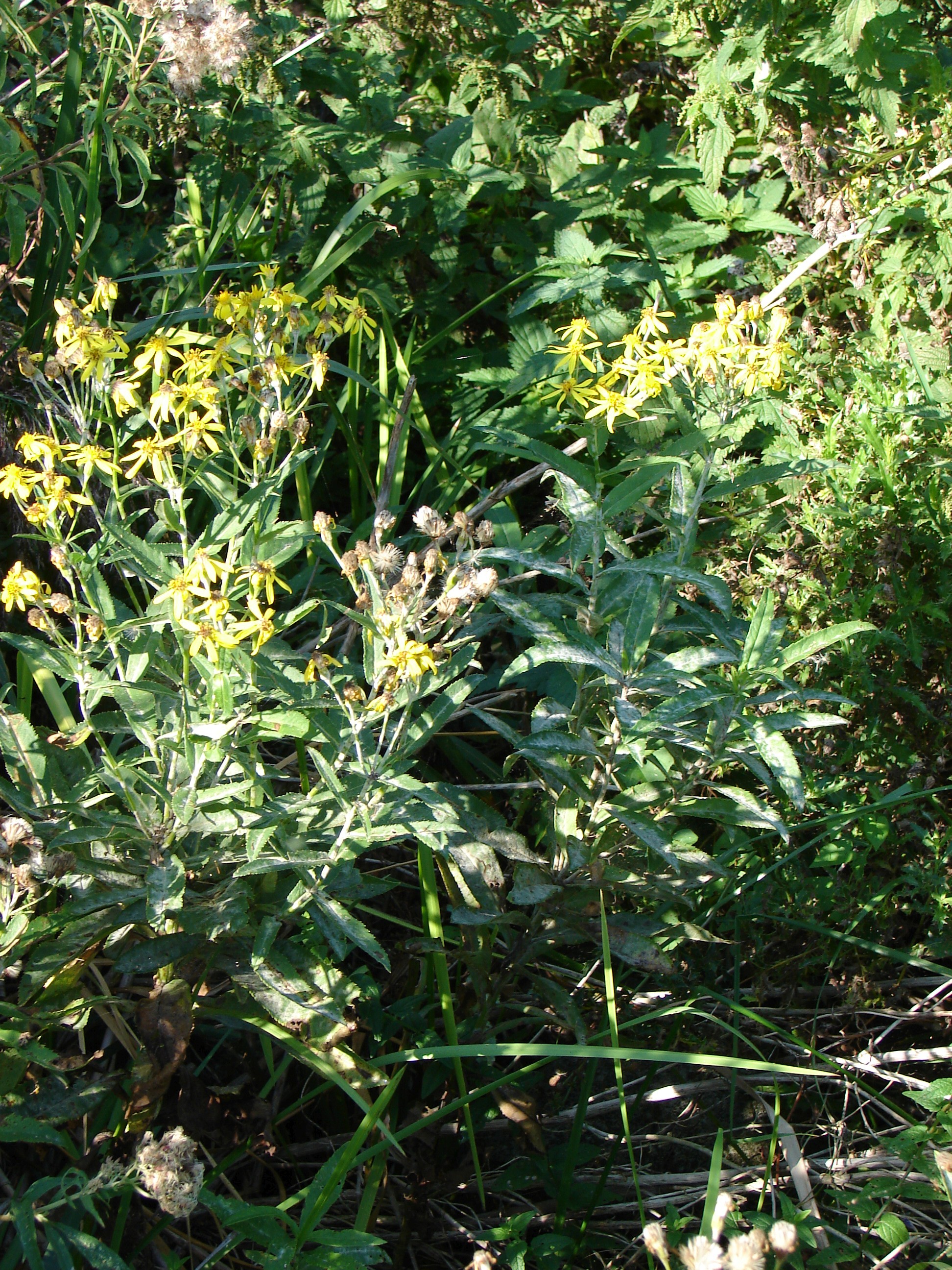 Senecio sarracenicus (door Adrie van Heerden)