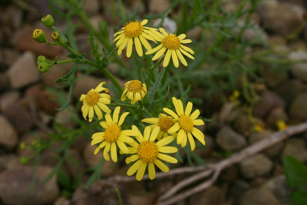 Senecio squalidus (door Niels Jeurink)