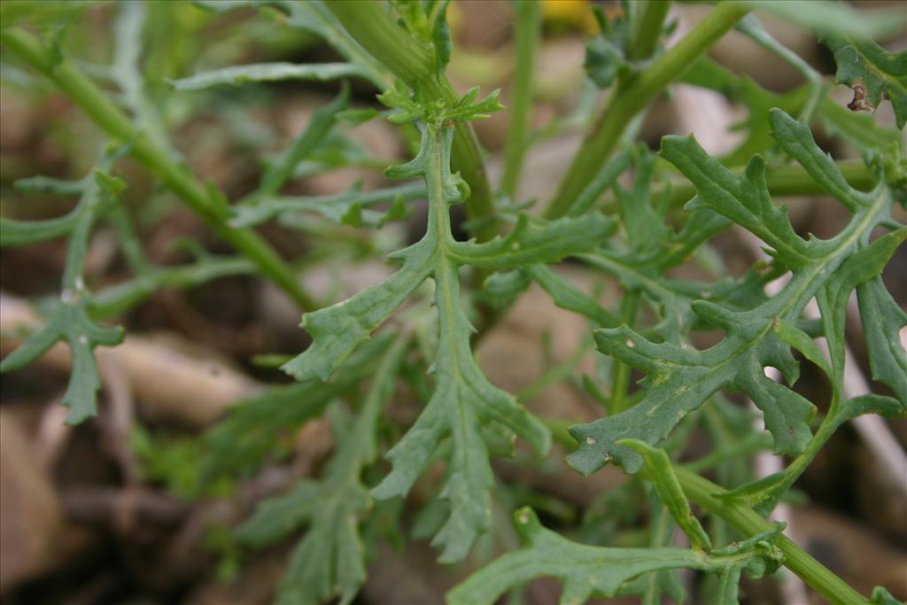 Senecio squalidus (door Niels Jeurink)