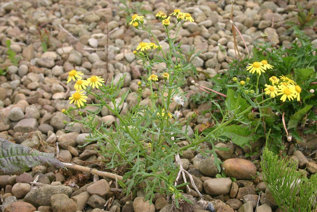 Senecio squalidus (door Niels Jeurink)