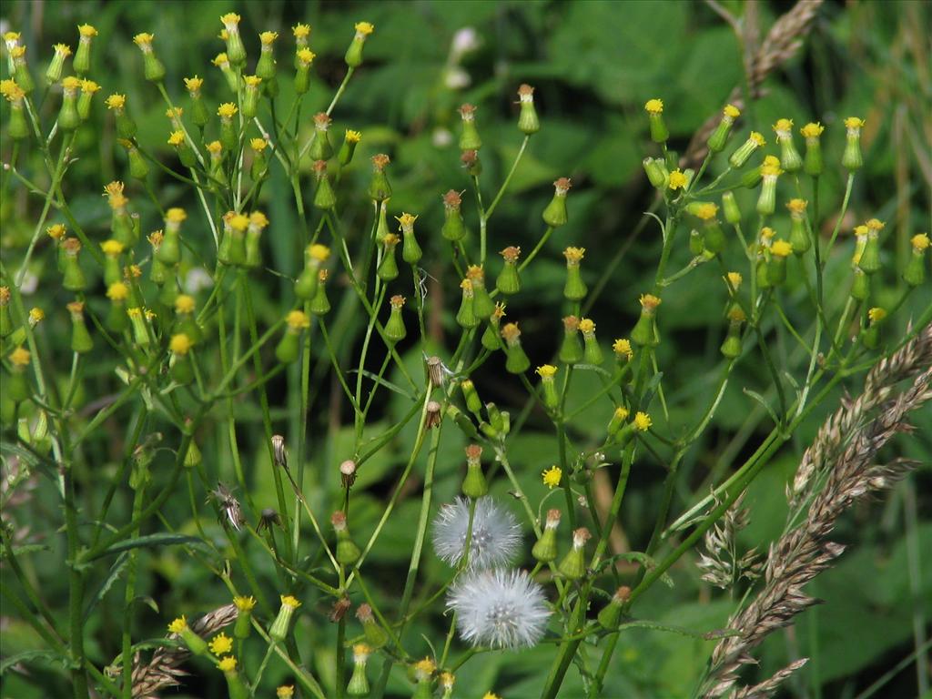 Senecio sylvaticus (door Pieter Stolwijk)