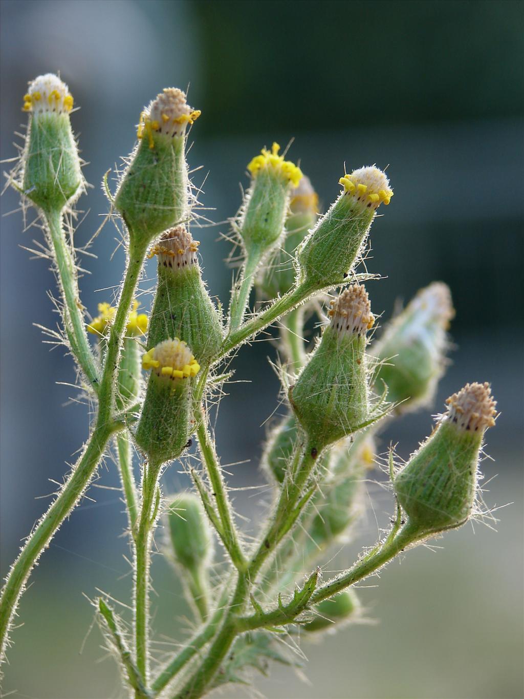 Senecio viscosus (door Adrie van Heerden)