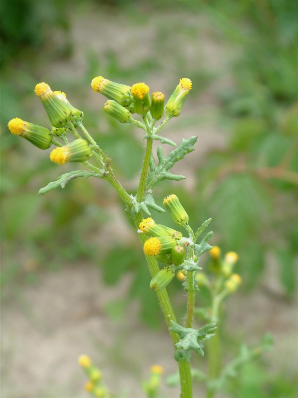 Senecio vulgaris (door Adrie van Heerden)