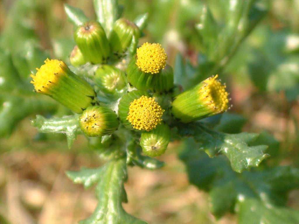 Senecio vulgaris (door Adrie van Heerden)