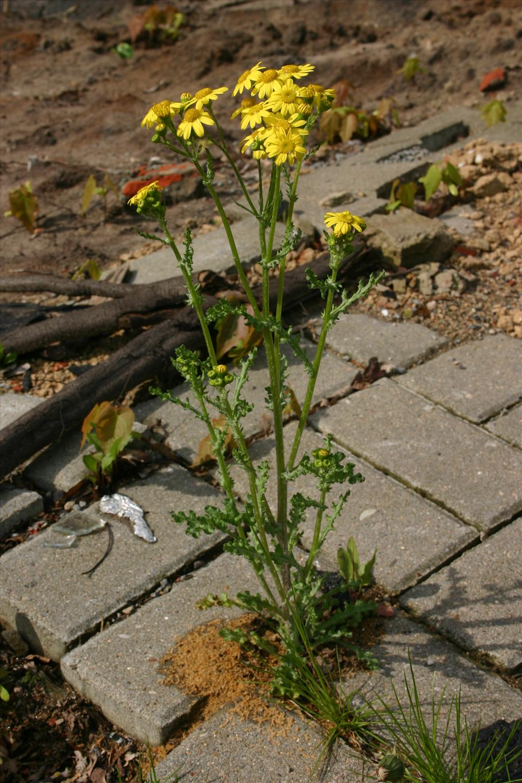 Senecio vulgaris var. hybernicus (door Niels Jeurink)