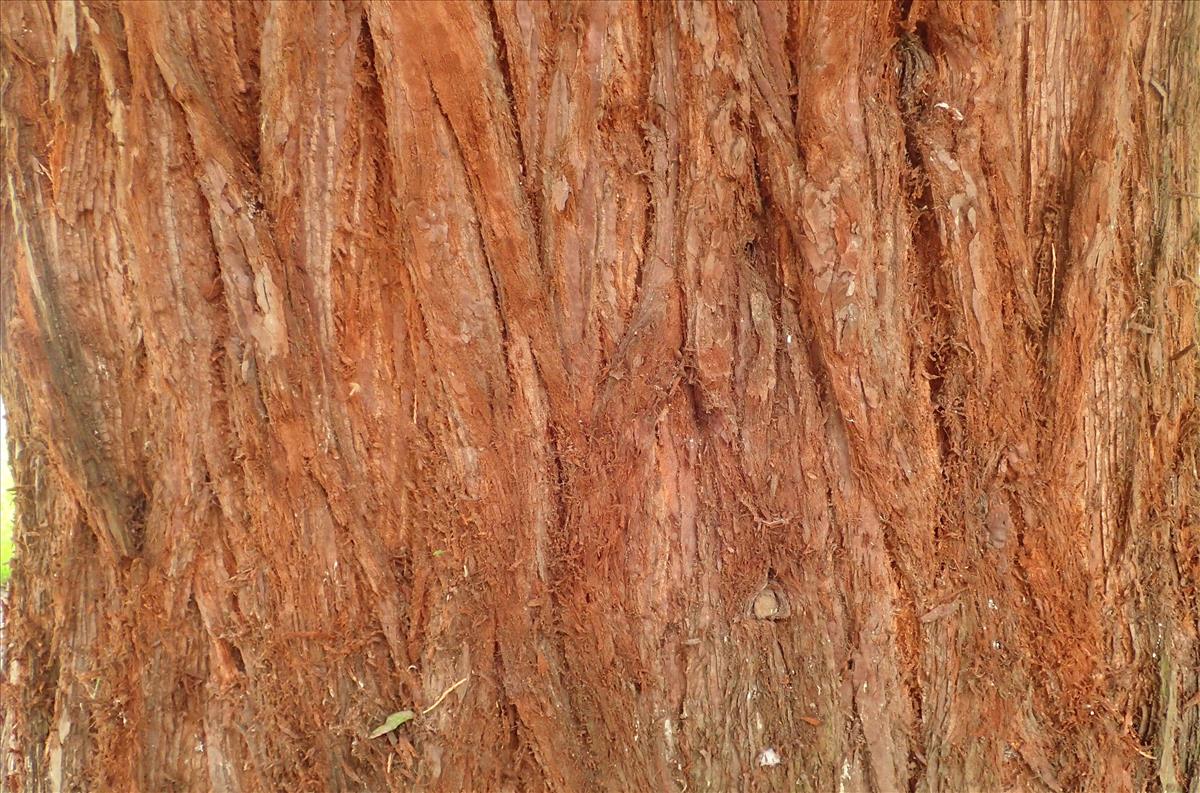 Sequoiadendron giganteum (door Adrie van Heerden)