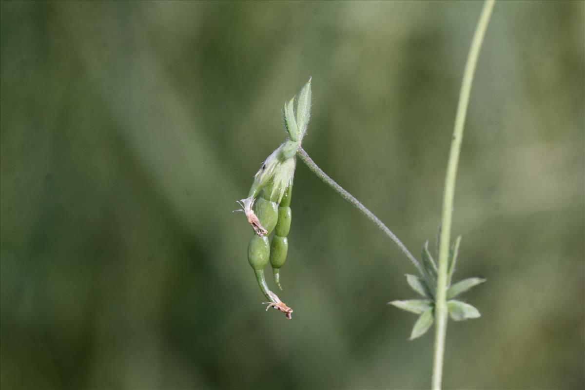 Ornithopus sativus (door Peter Meininger)