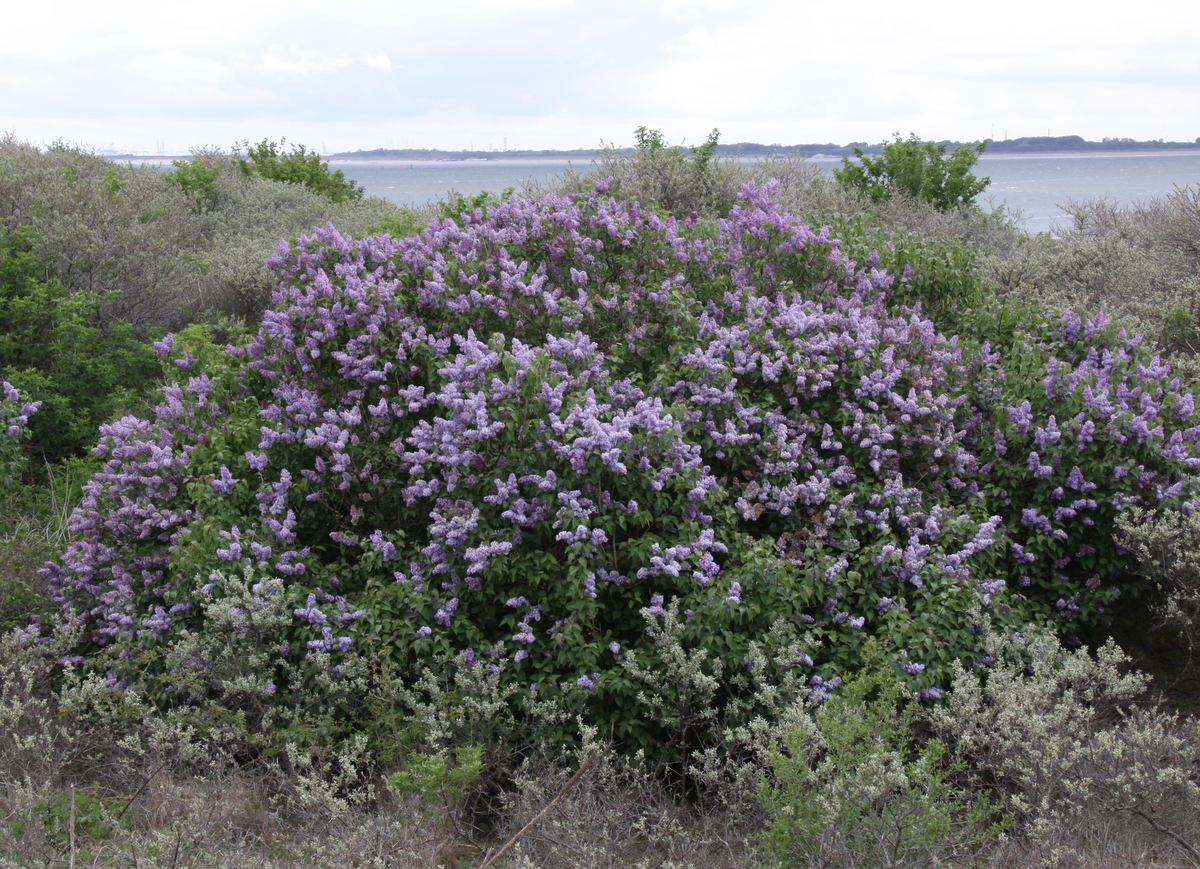 Syringa vulgaris (door Peter Meininger)