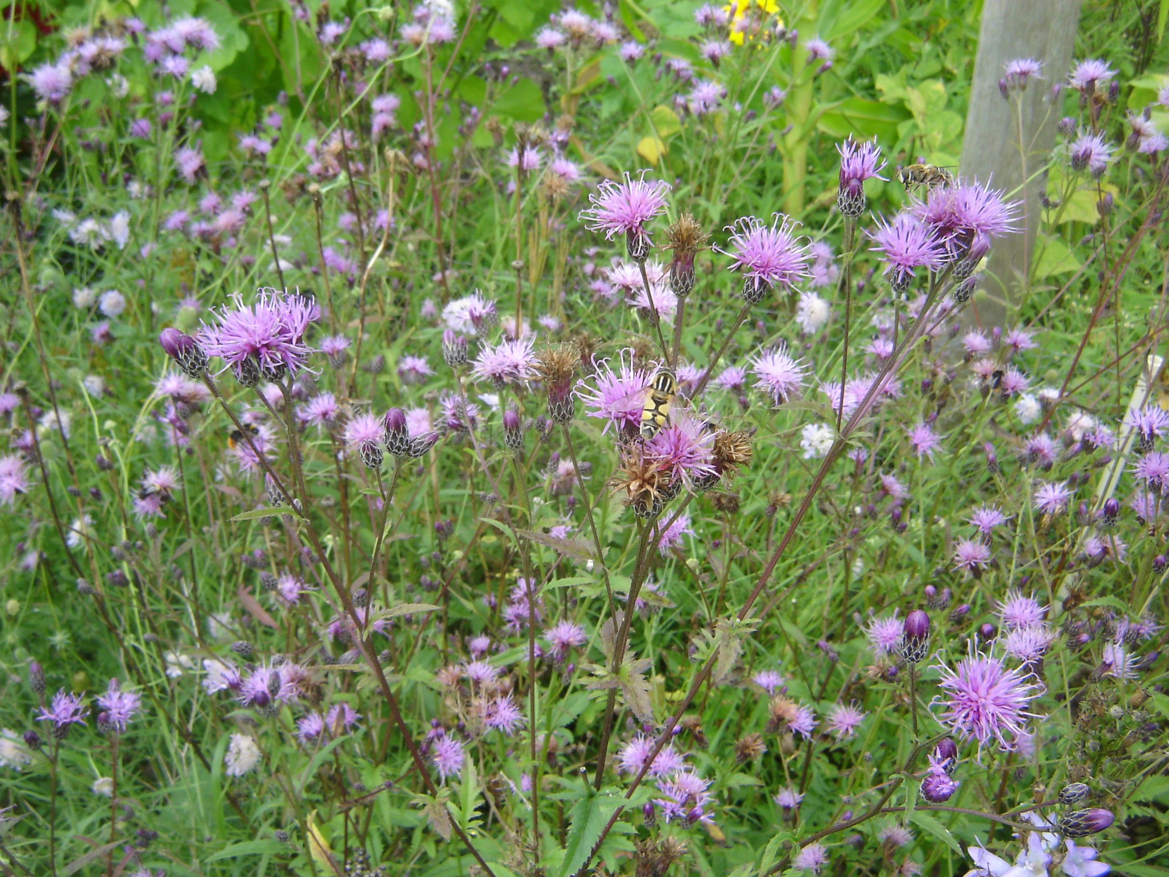 Serratula tinctoria (door Ruud Beringen)