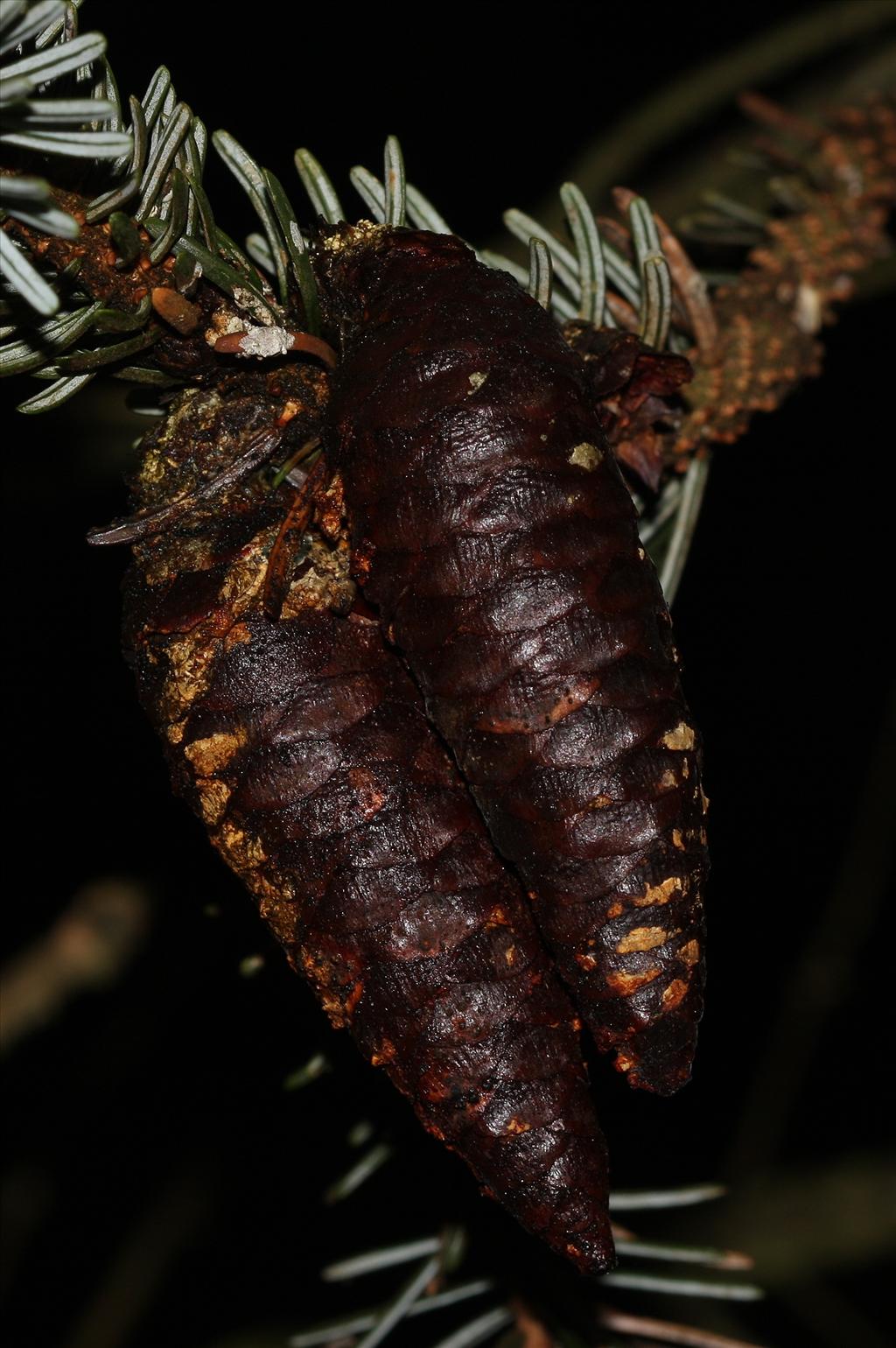 Picea omorika (door Edwin de Weerd)