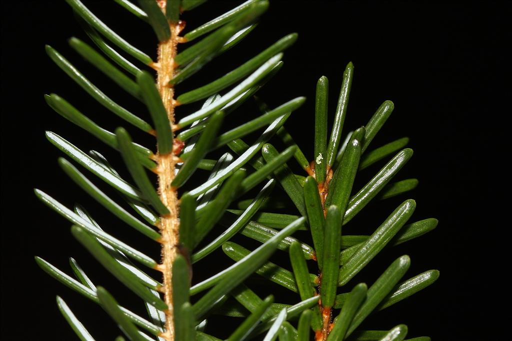 Picea omorika (door Edwin de Weerd)