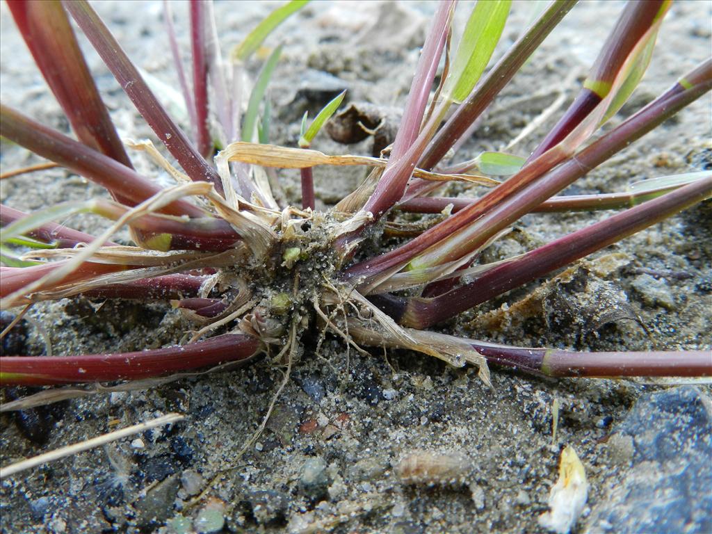 Setaria parviflora (door Rutger Barendse)