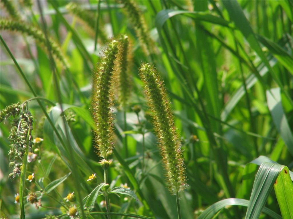 Setaria pumila (door Pieter Stolwijk)