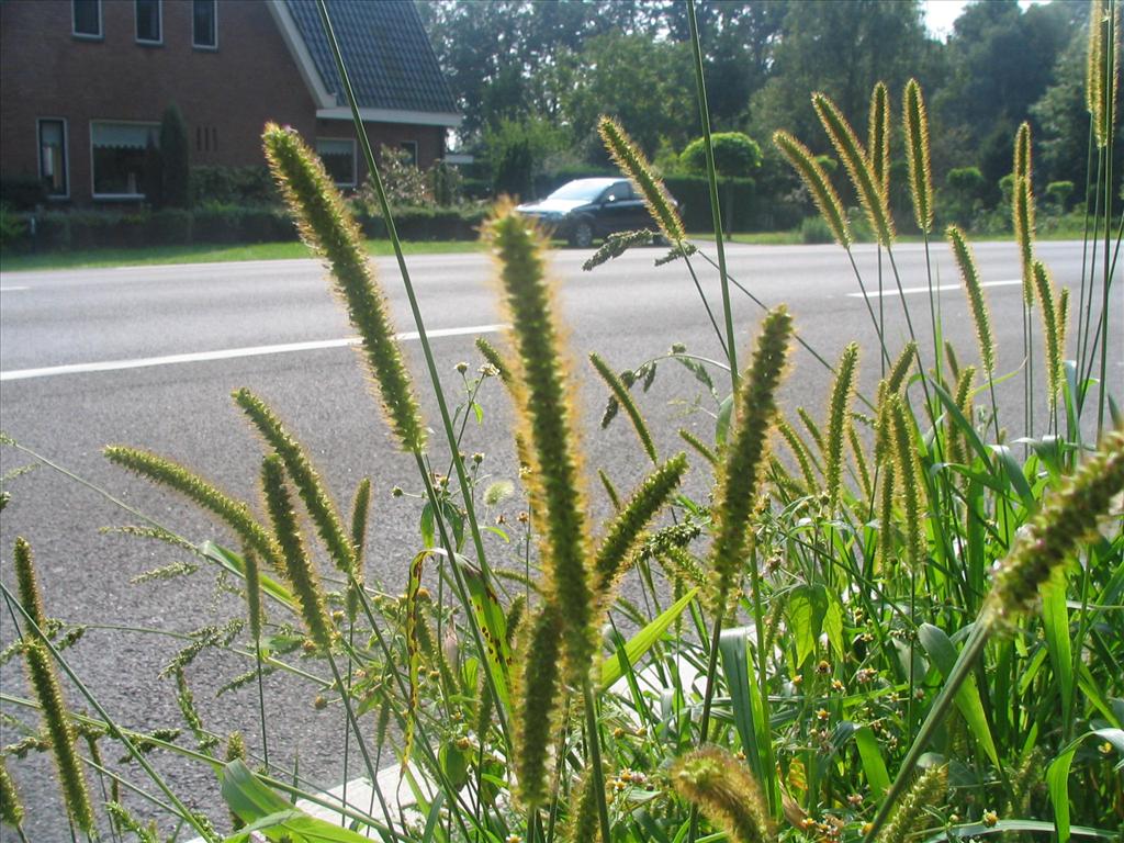 Setaria pumila (door Pieter Stolwijk)