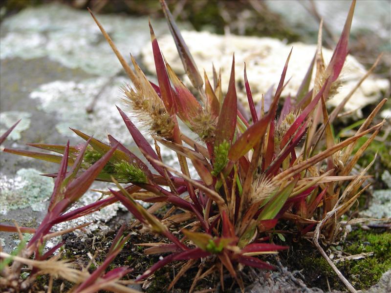 Setaria pumila (door Adrie van Heerden)