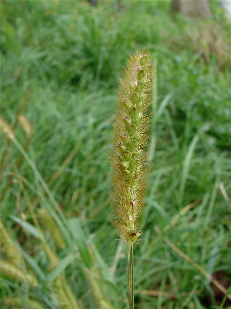 Setaria pumila (door Adrie van Heerden)