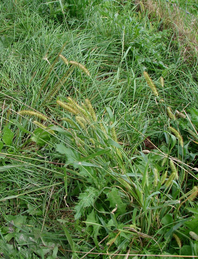 Setaria pumila (door Adrie van Heerden)