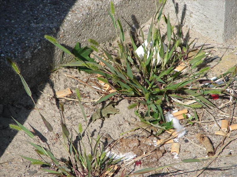 Setaria viridis (door Adrie van Heerden)