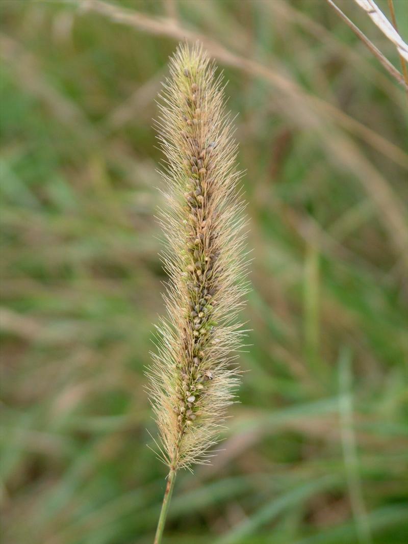 Setaria viridis (door Adrie van Heerden)