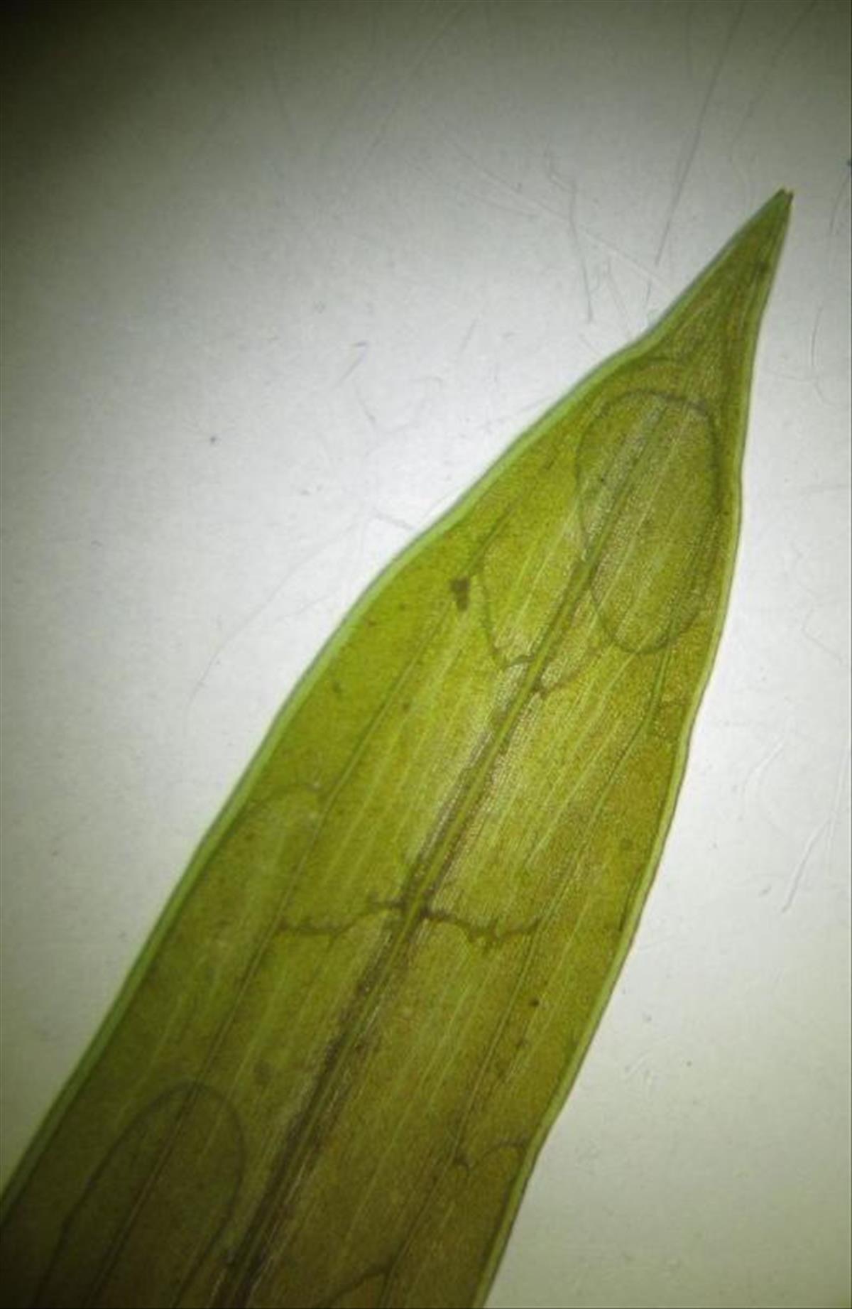 Potamogeton acutifolius (door Wim Langbroek)