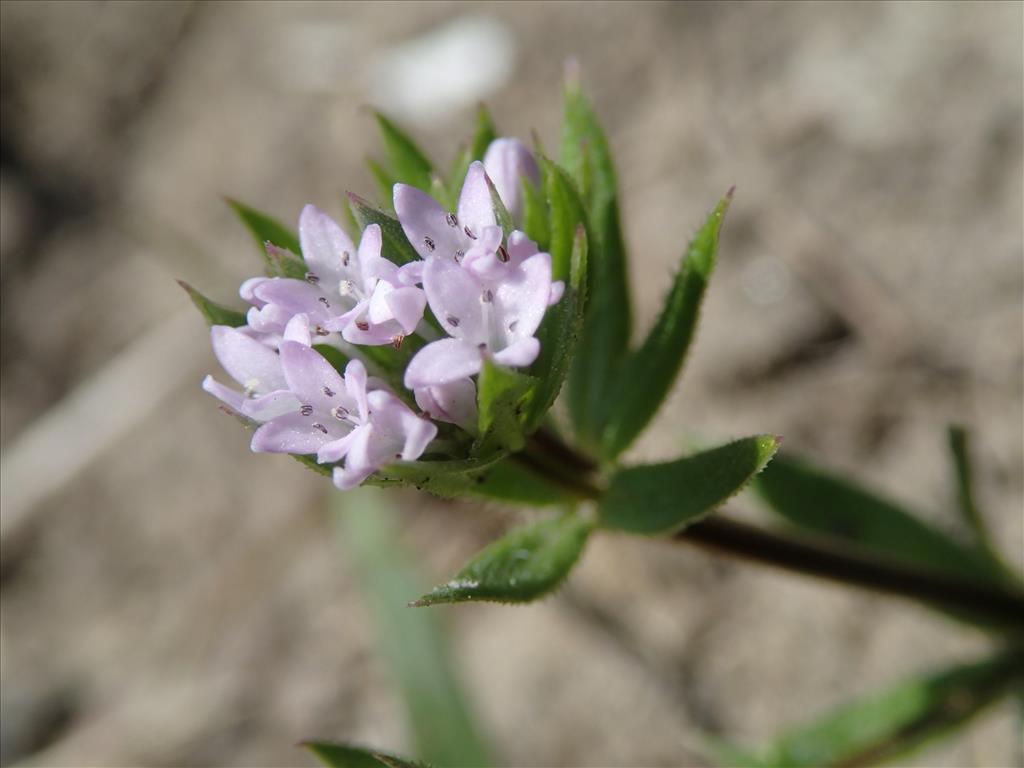 Sherardia arvensis (door Adrie van Heerden)