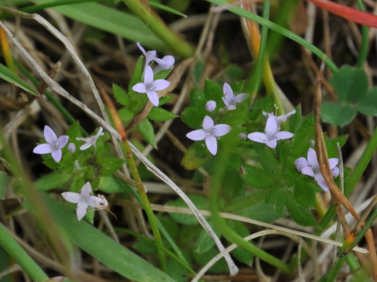 Sherardia arvensis (door Hans Toetenel)