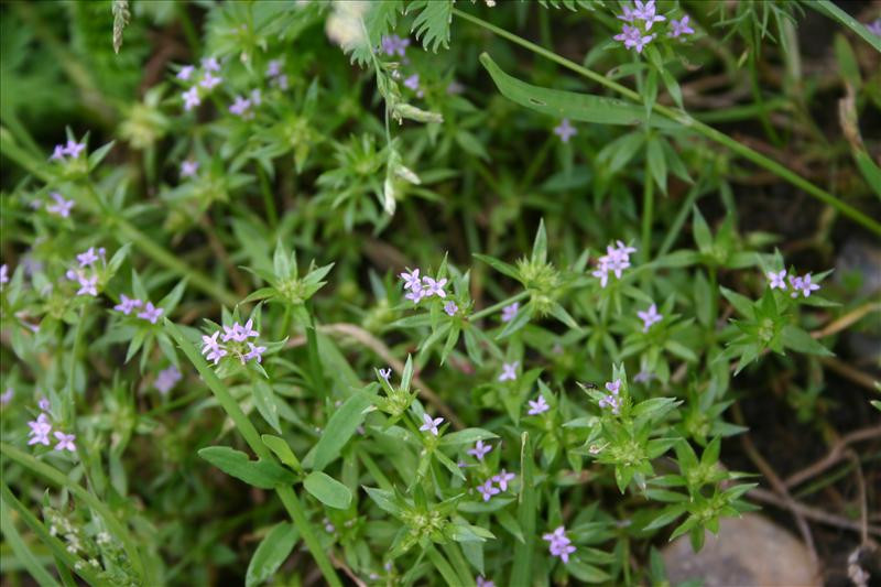 Sherardia arvensis (door Niels Jeurink)