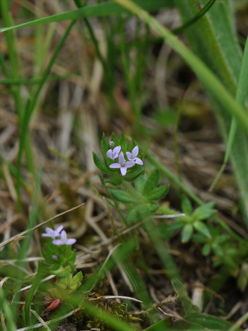 Sherardia arvensis (door Hans Toetenel)