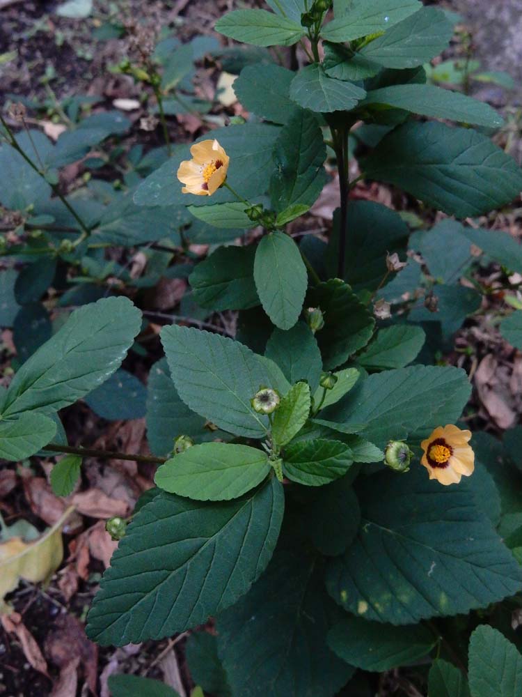 Sida rhombifolia (door Saxifraga-Ed Stikvoort)