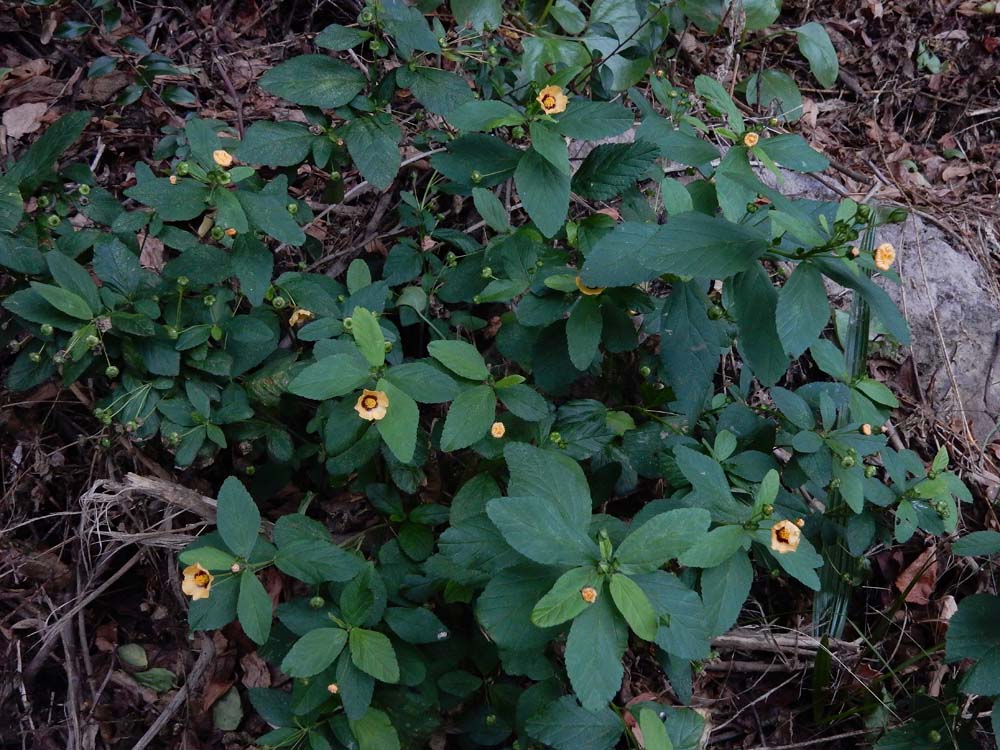 Sida rhombifolia (door Saxifraga-Ed Stikvoort)