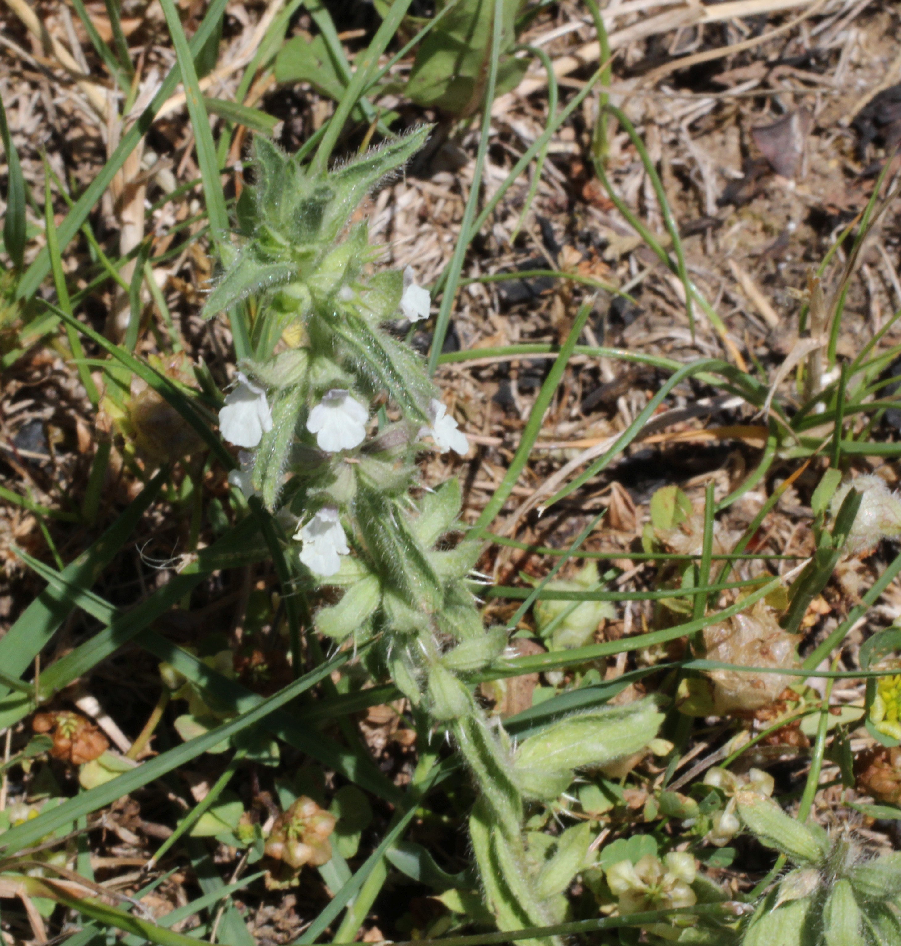 Sideritis romana (door Pieter Stolwijk)