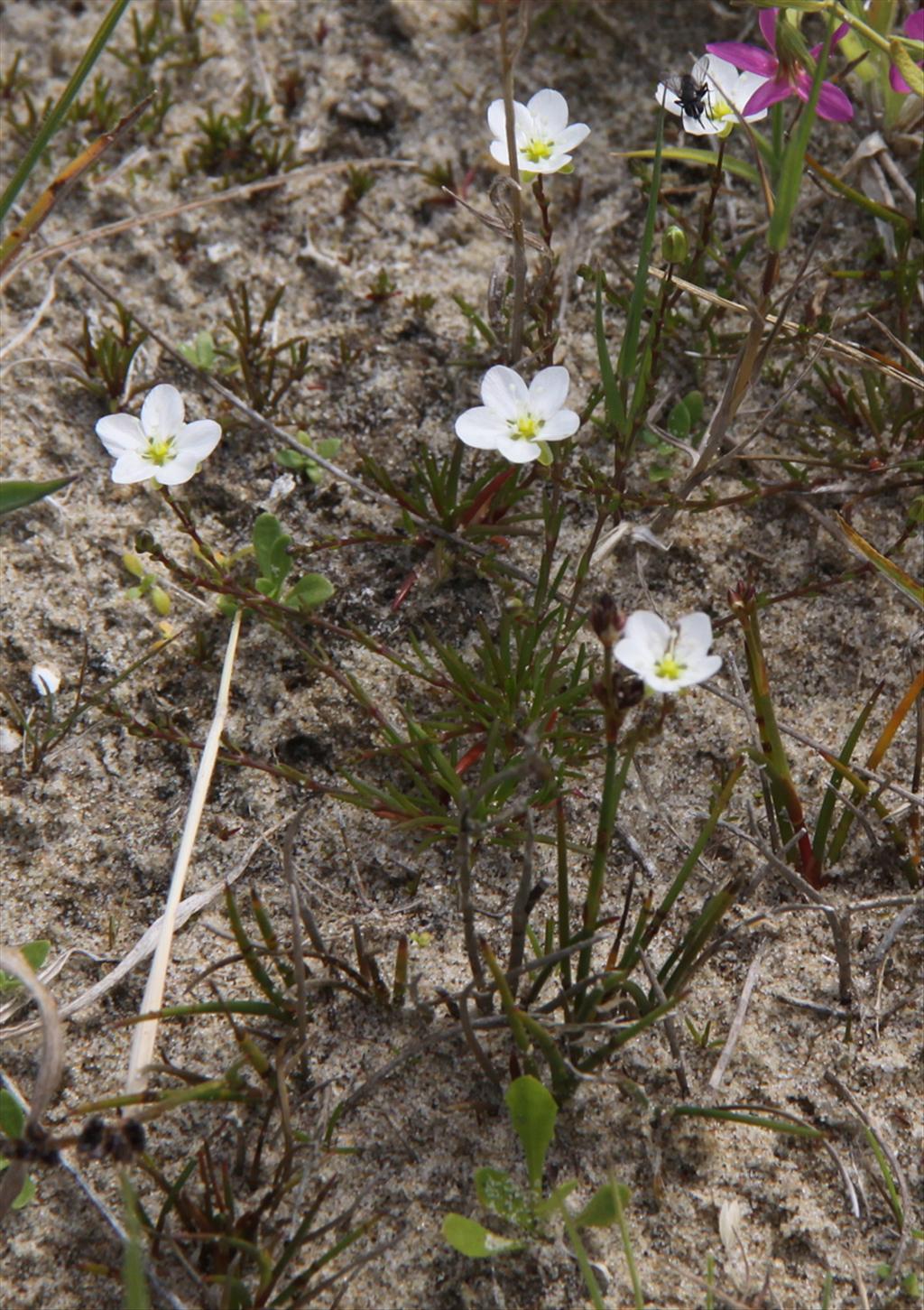 Sagina nodosa (door Peter Meininger)