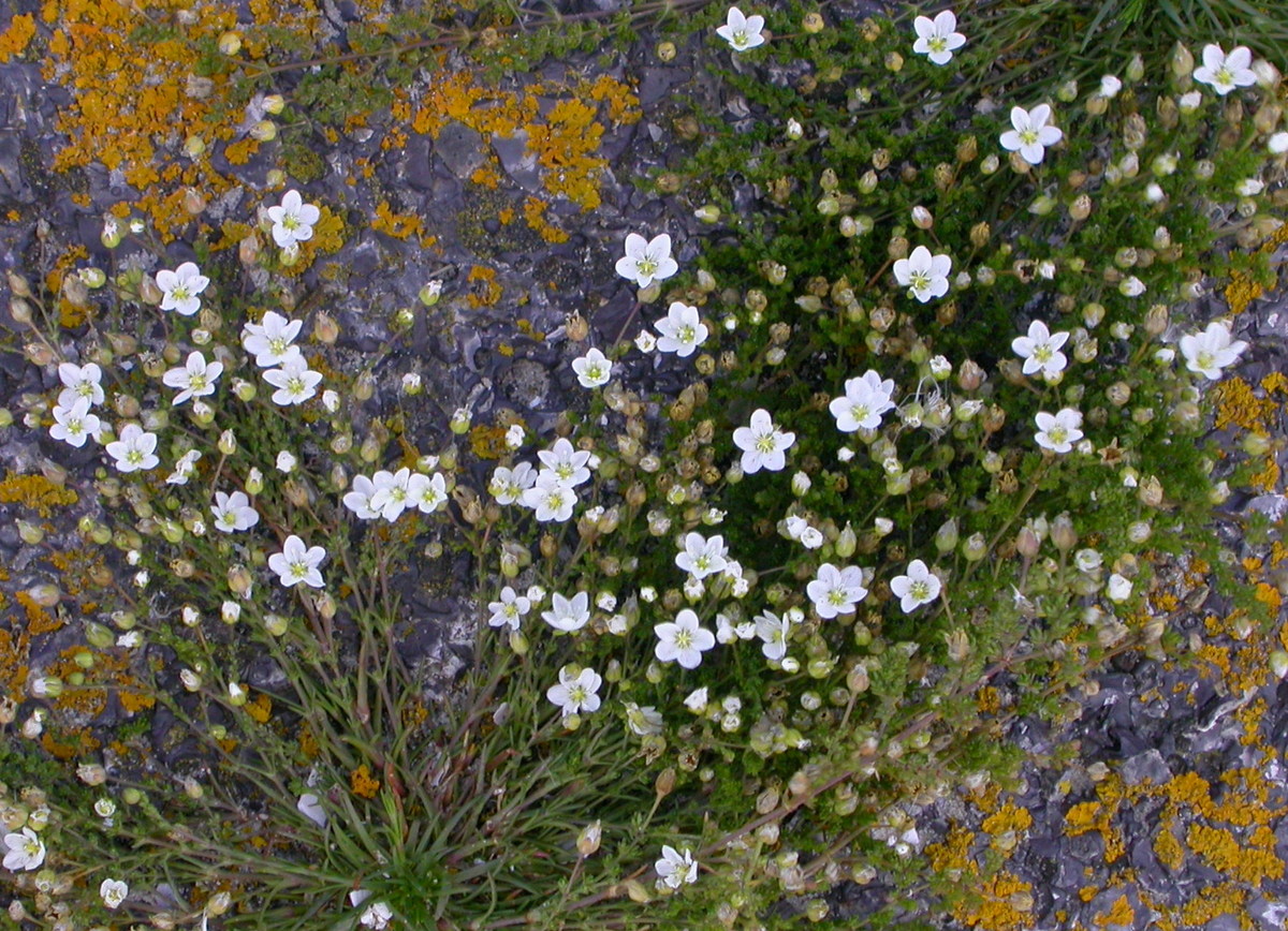 Sagina nodosa (door Peter Meininger)