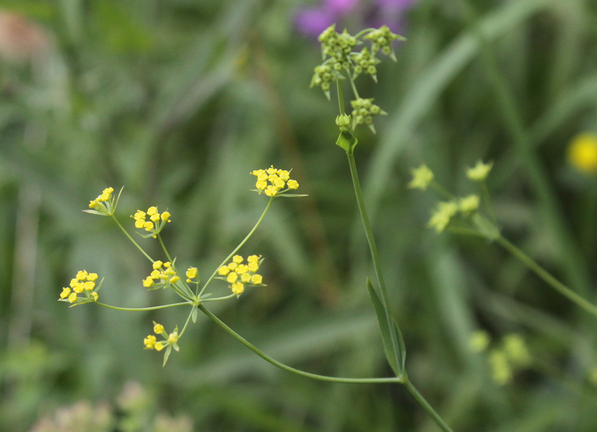 Bupleurum falcatum (door Peter Meininger)